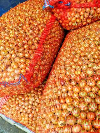 Лук Севок всех фракций