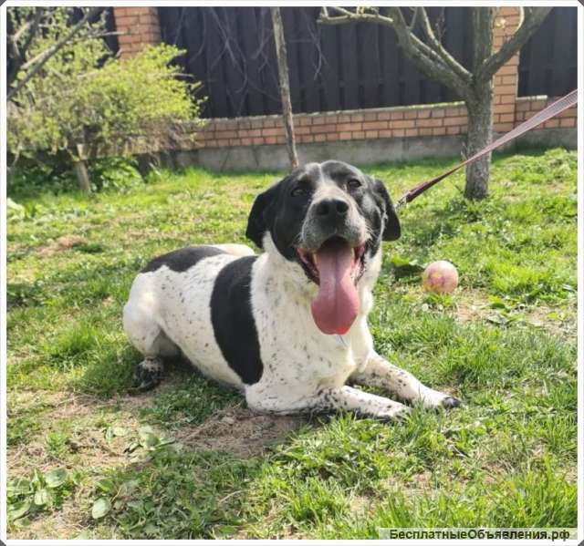 Ищет дом замечательный Малыш