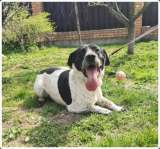 Ищет дом замечательный Малыш