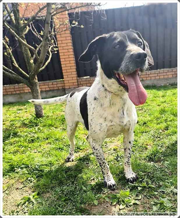 Ищет дом замечательный Малыш