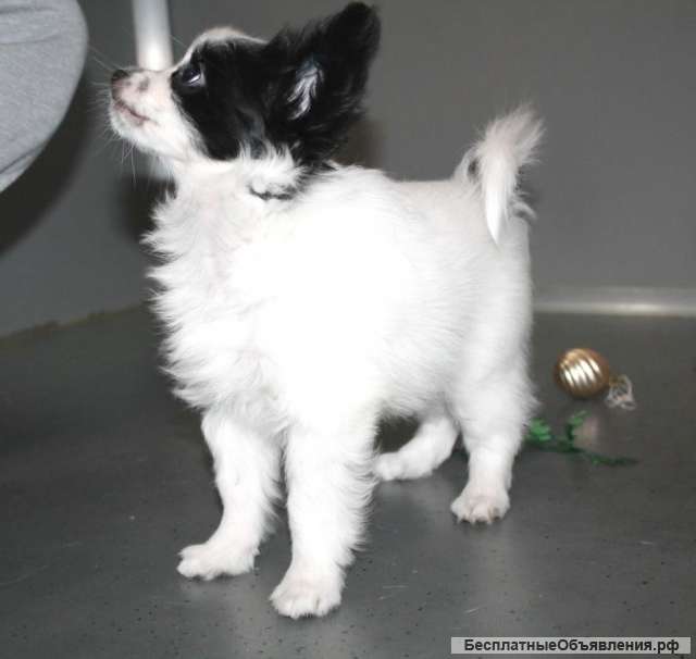 Девочка Континентальный Той Спаниель Папийон