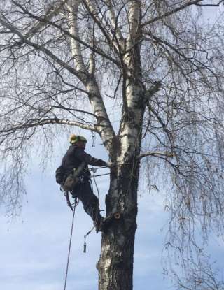 Удаление и кронирование деревьев в Москве и области