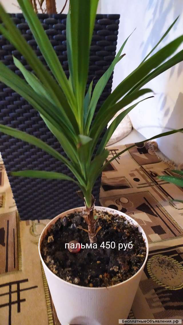 Спатифиллум