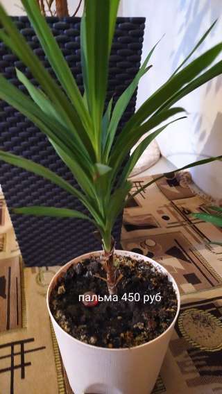 Спатифиллум