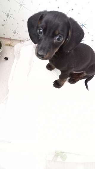 Карликовая такса щенок