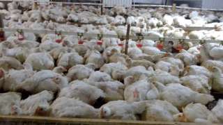 Курицу бройлера, корнишоны живым весом