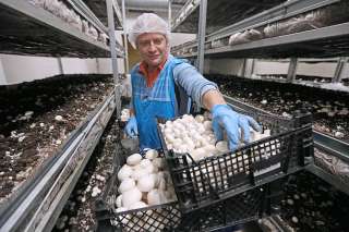 Сбор грибов на ферме в Англии с зарплатой 3000 долларов