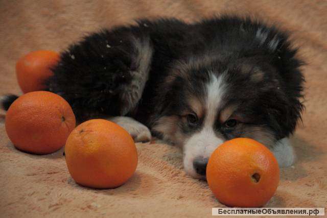 Малыш Барни ищет любящих хозяев