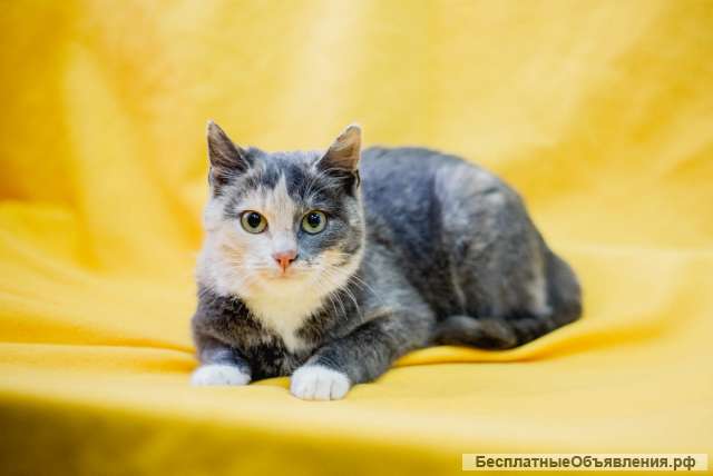 Маленькая кошечка ищет дом