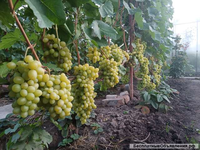Саженцы винограда