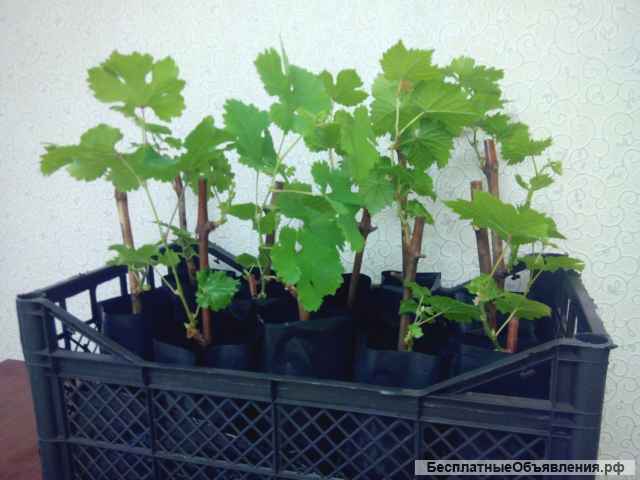 Саженцы винограда