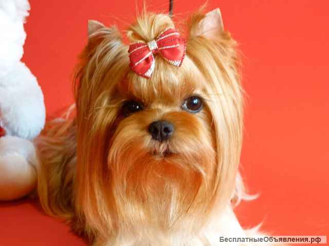 Щенок йоркширского терьера - Мальчик