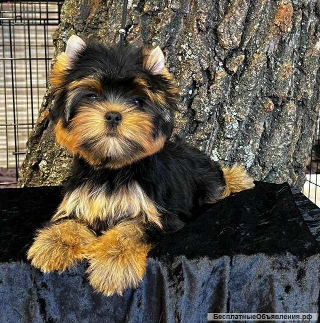 Щенок йоркширского терьера - Девочка