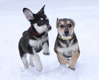 Бэйзи и Бэти ждут вас