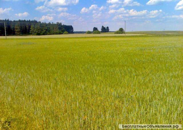 Участок сельхозназначения 64 Га Чернозем