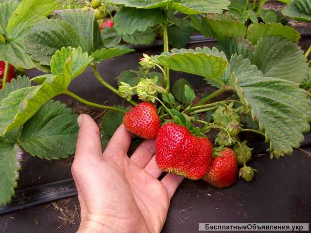 Саженцы клубники