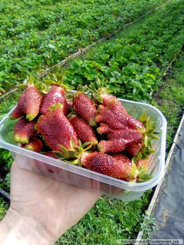 Саженцы клубники