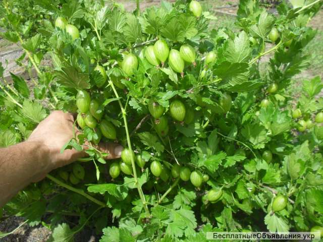 Саженцы крыжовника