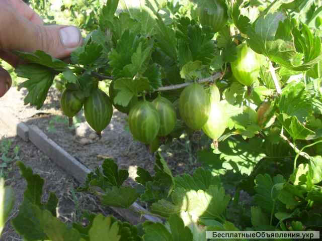 Саженцы крыжовника