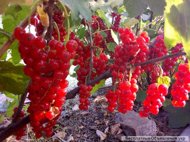 Саженцы красной смородины