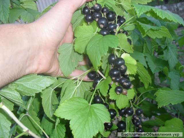 Саженцы черной смородины