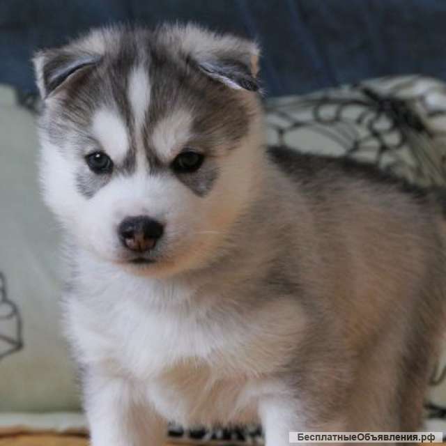 Щенки от породистых хасок