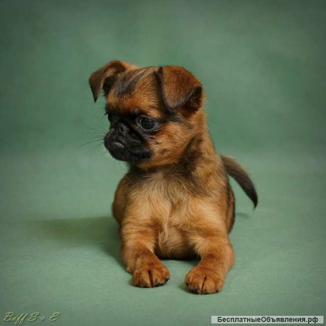 Озорница и непоседа породы Пти-брабансон