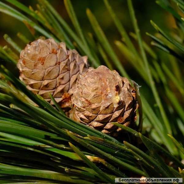 Шишка кедровая
