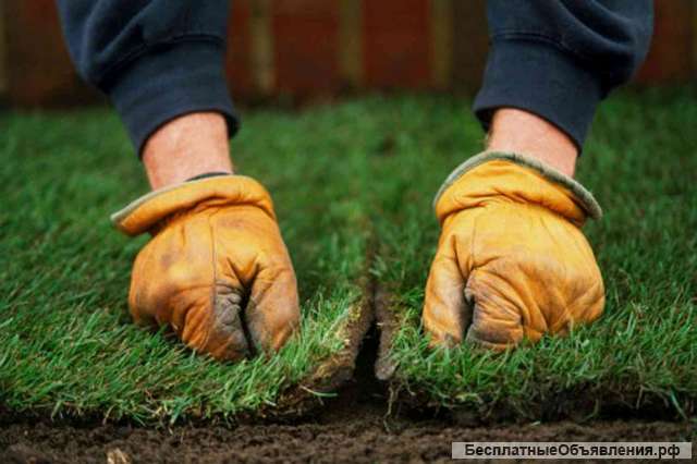 Газон под ключ