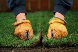 Газон под ключ