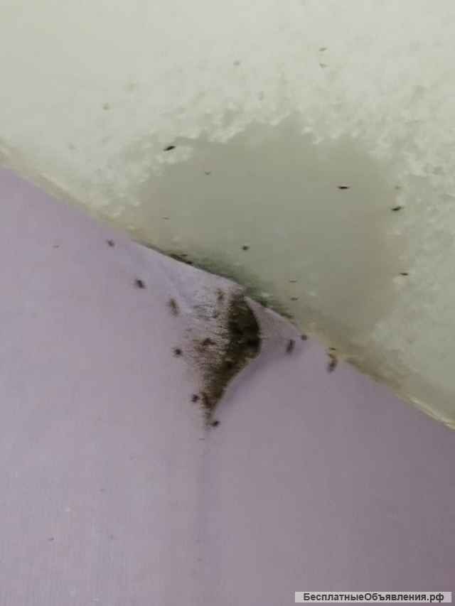 Дезинсекцыя