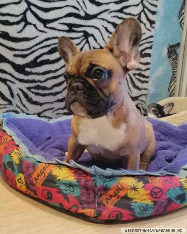 Девочка Французского бульдога