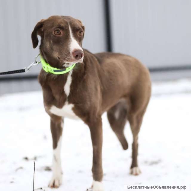 Собачка без ноги