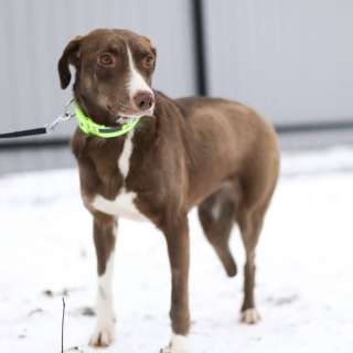 Собачка без ноги