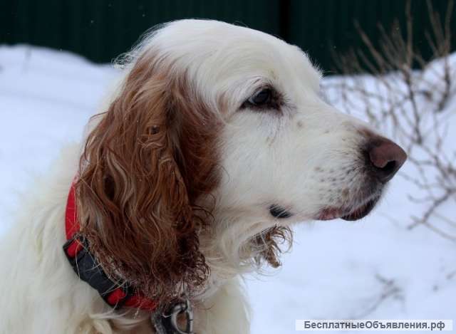 Отдам спаниеля Мартина в добрые руки