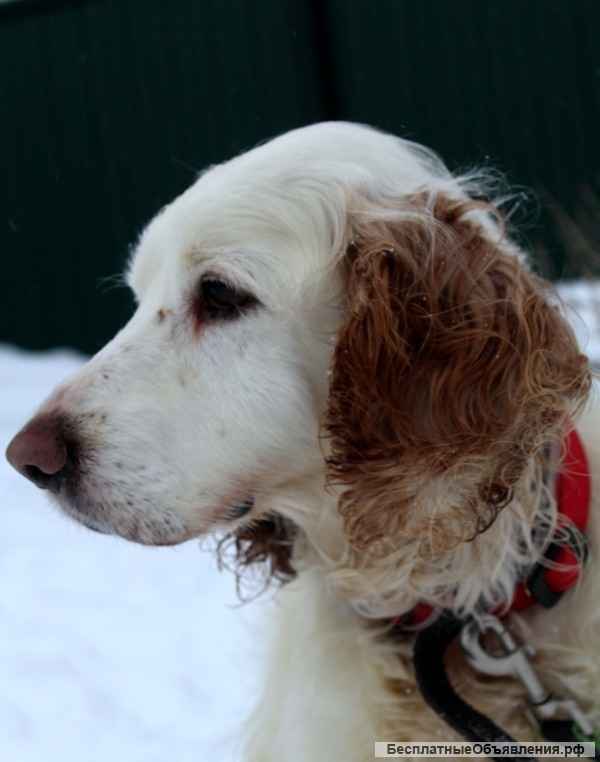 Отдам спаниеля Мартина в добрые руки