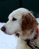 Отдам спаниеля Мартина в добрые руки