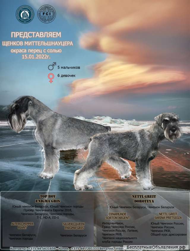 Щенки миттельшнауцера