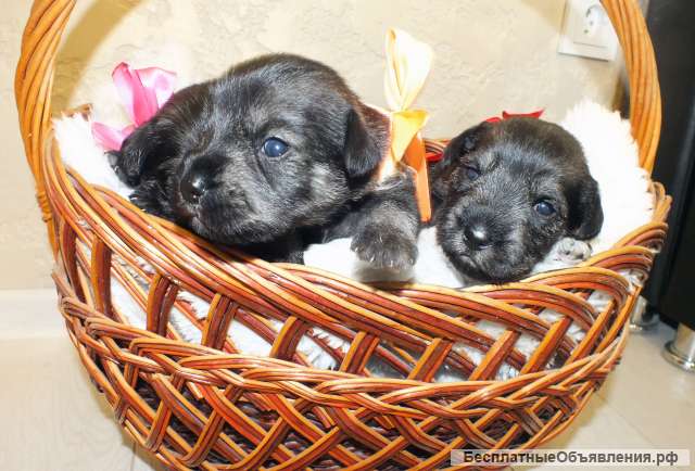 Щенки миттельшнауцера