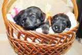 Щенки миттельшнауцера