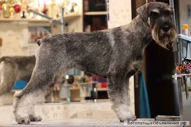 Щенки миттельшнауцера