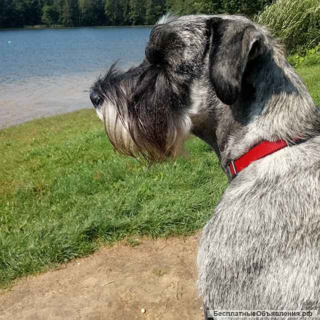 Щенки миттельшнауцера