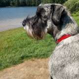 Щенки миттельшнауцера