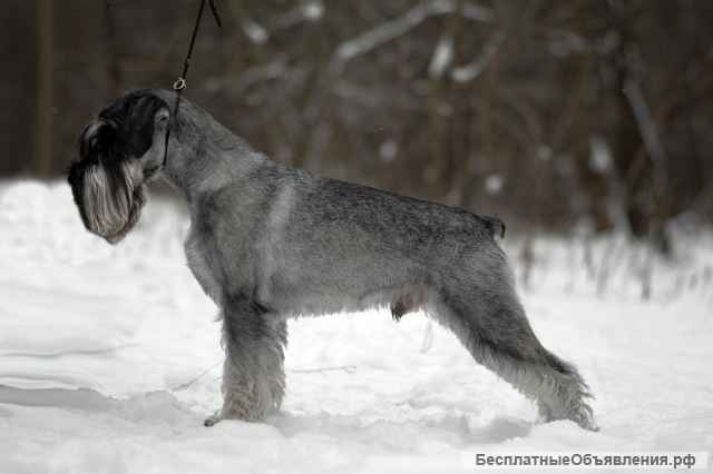 Щенки миттельшнауцера