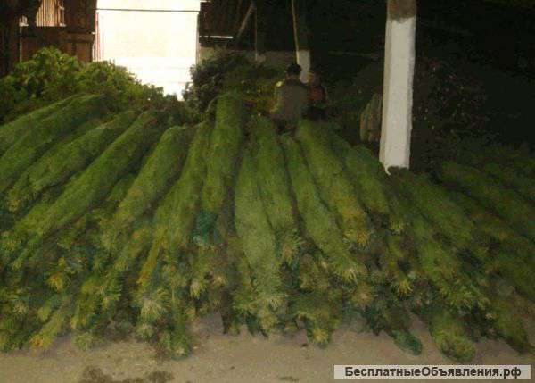 Елки Живые Новогодние Оптом