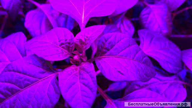 Стеллаж для рассады с фитолампой