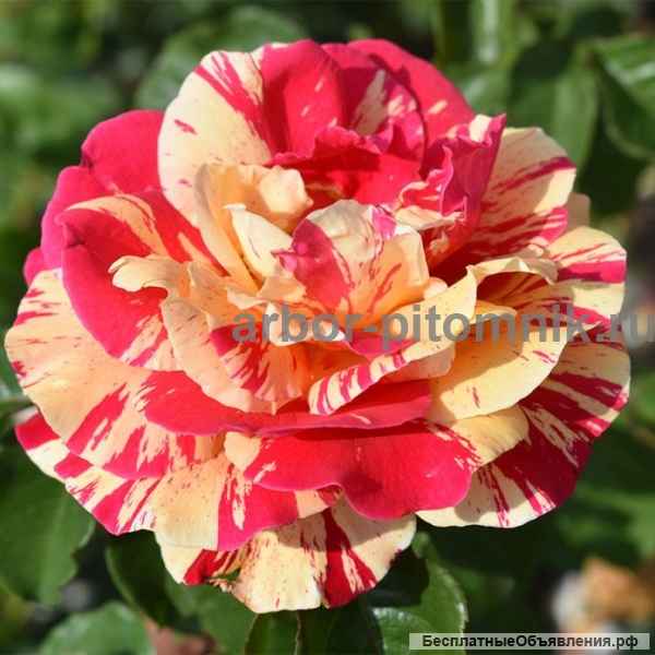 Саженцы роз в интернет магазине для весны 2022 года