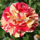 Саженцы роз в интернет магазине для весны 2022 года