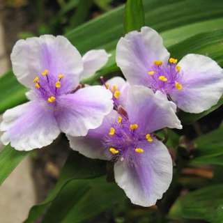 Саженцы многолетних декоративных растений