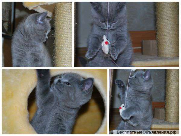 Шотландский страйт котик